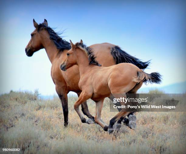 kiger mustang mare with foal - kiger mustang stock pictures, royalty-free photos & images
