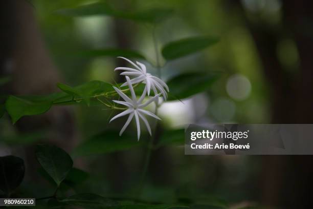 hong kong zoological botanical gardens - arrowwood 個照片及圖片檔