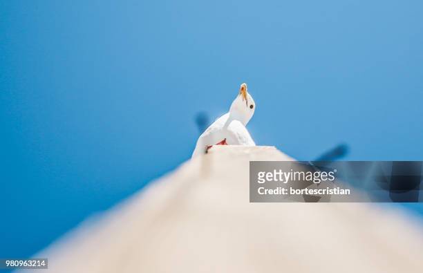 low angle view of seagull perching against clear blue sky - bortes stock-fotos und bilder