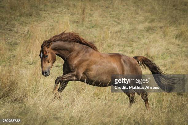portrait of running horse - animales salvajes fotografías e imágenes de stock