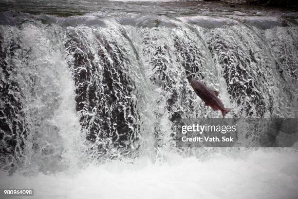 salmon jumping upstream, alaska, usa - salmon jumping stockfoto's en -beelden