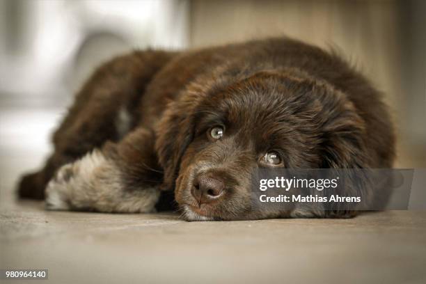 yuma-dawn - newfoundlandshund bildbanksfoton och bilder