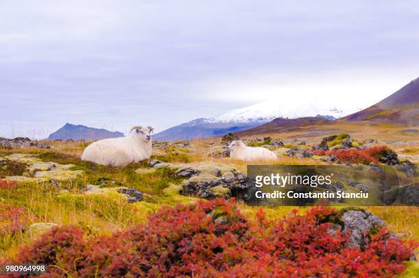 icelandic sheep - icelandic sheep stock pictures, royalty-free photos & images