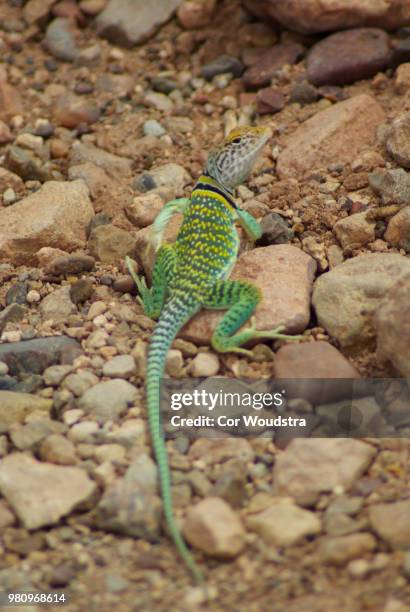 lizzard - lagarto de collar fotografías e imágenes de stock