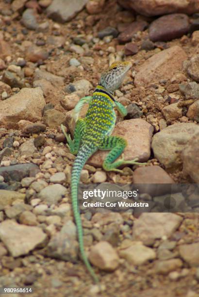lizzard - crotaphytidae stock pictures, royalty-free photos & images