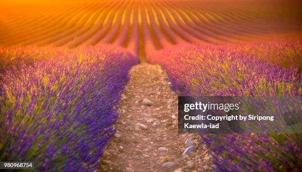 rows of lavender at sunset in valensole, france. - copyright by siripong kaewla iad stock pictures, royalty-free photos & images