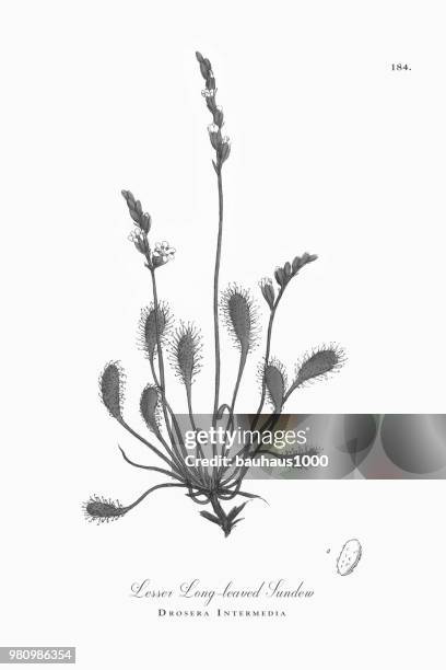 ilustrações, clipart, desenhos animados e ícones de sundew long-com folhas, drosera intermedia, ilustração botânica vitoriana, 1863 - long stem flowers