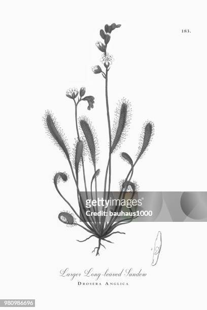 ilustrações, clipart, desenhos animados e ícones de maior sundew long-com folhas, drosera anglica, victorian botânica ilustração, 1863 - long stem flowers
