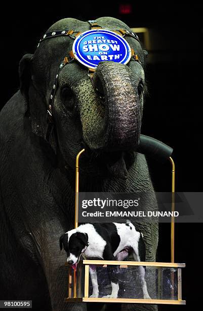 Ringling Bros. And Barnum & Bailey circus elephant and dog perform during Barnum's FUNundrum in New York on March 26, 2010. Barnum's FUNdrum, the...