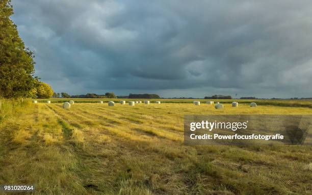 grass harvest in evening light - powerfocusfotografie stock pictures, royalty-free photos & images