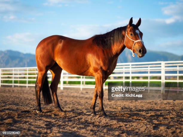 paard op een ranch - kastanjebruin paardenkleur stockfoto's en -beelden