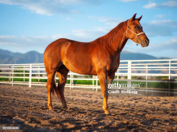 pferd auf einer ranch - kastanienfarben stock-fotos und bilder