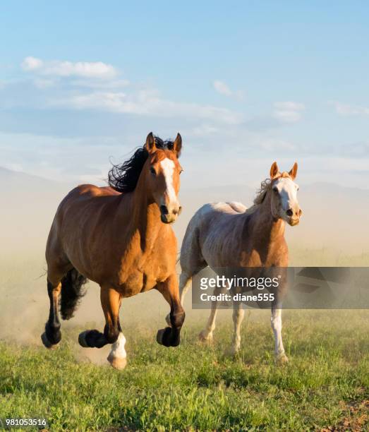 wildes pferd laufen über den rasen in utah - horse running stock-fotos und bilder