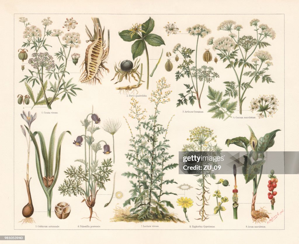 Poisonous plants, lithograph, published in 1897