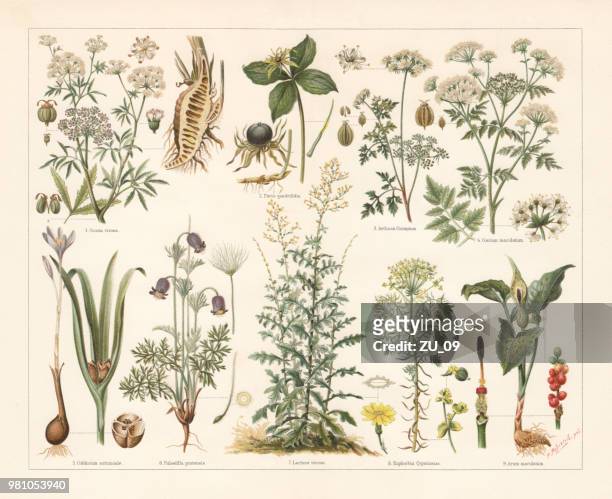 有毒植物, 石版畫, 出版于1897年 - ranunculus 幅插畫檔、美工圖案、卡通及圖標