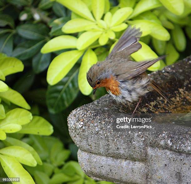 Red Robin Rocking 225 Rockin Robin Stock Photos, High-Res Pictures, and Images - Getty Images