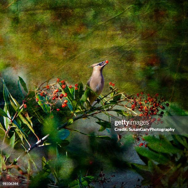 cedar waxwing with berry in mouth - im mund tragen stock-fotos und bilder