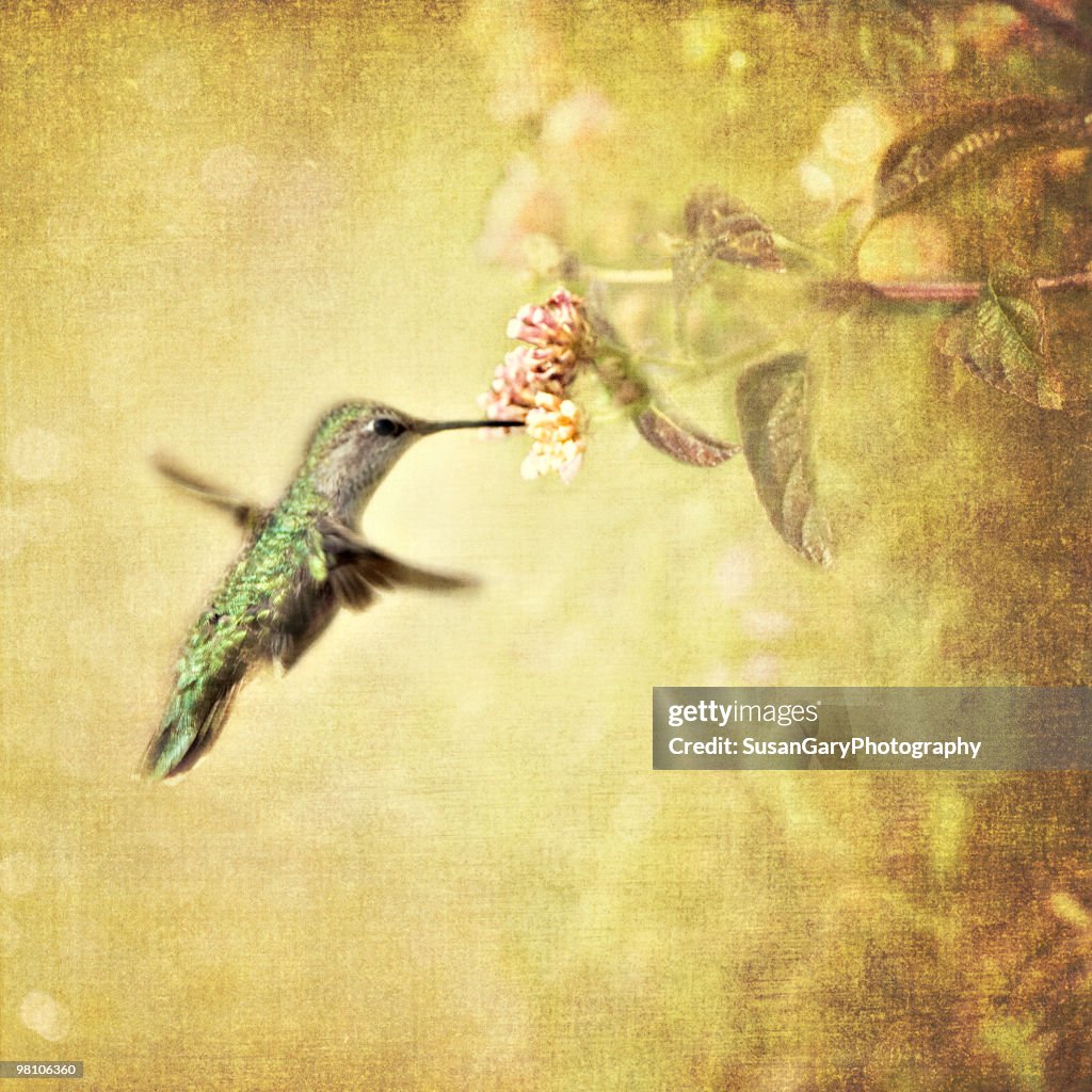 Hummingbird with Vintage Texture