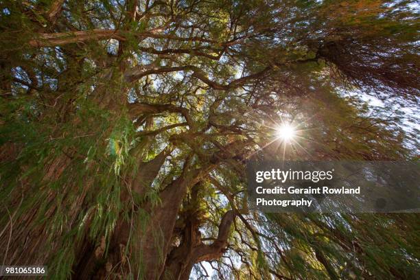 flare through the tree, árbol del tule, oaxaca - árbol stockfoto's en -beelden