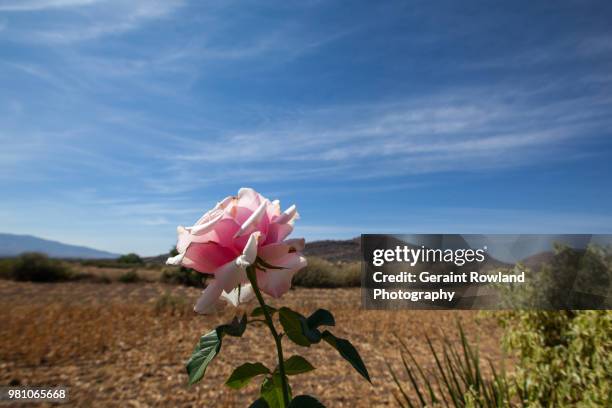 the beautiful rose, oaxaca - geraint rowland 個照片及圖片檔