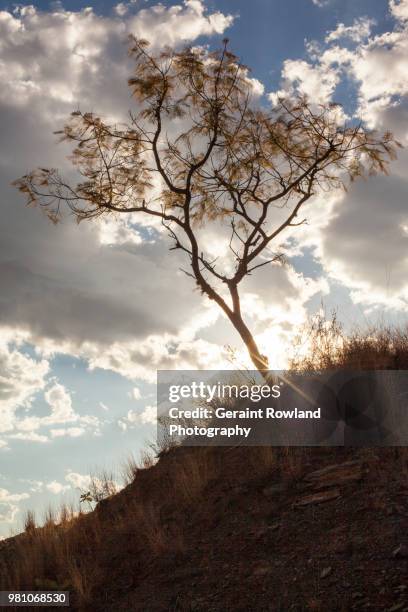 nature on the hill oaxaca - geraint rowland fotografías e imágenes de stock