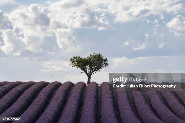 lavender fields on the plateau de valensole, provence. - single tree stock pictures, royalty-free photos & images