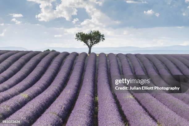 lavender fields on the plateau de valensole, provence. - single tree stock pictures, royalty-free photos & images