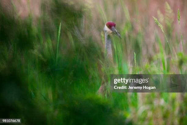 sandhill crane bird in marshland - jeremy hogan foto e immagini stock