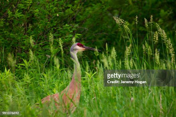 sandhill crane bird in marshland - jeremy hogan foto e immagini stock