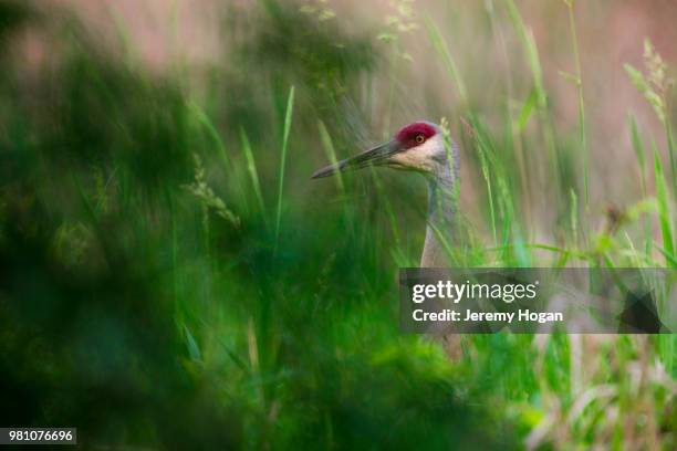 sandhill crane bird in marshland - jeremy hogan stock-fotos und bilder