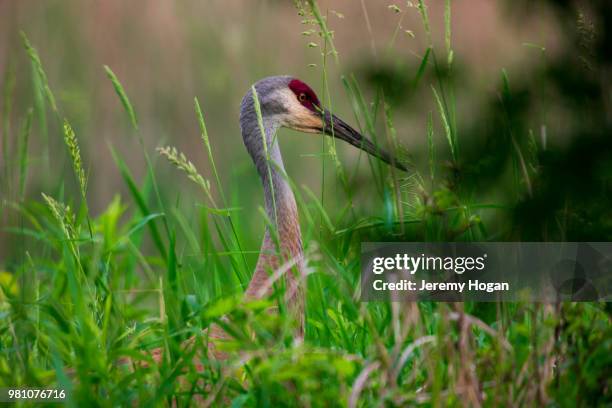 sandhill crane bird in marshland - jeremy hogan stock pictures, royalty-free photos & images