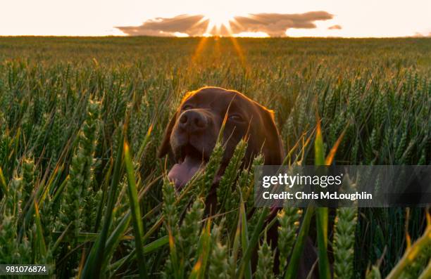 bob the chocolate labrador - pontefract stock-fotos und bilder