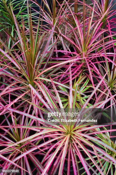 madagascar dragon tree - draco stock pictures, royalty-free photos & images