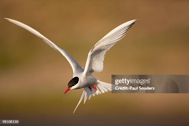 arctic tern, svalbard, norway - tern stock pictures, royalty-free photos & images