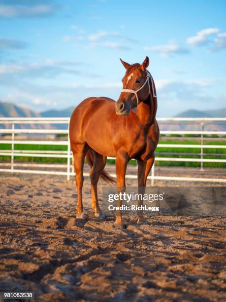 pferd auf einer ranch - race horse stock-fotos und bilder