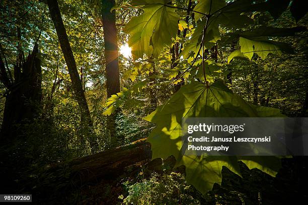 sunlight with maple tree - langley british columbia stockfoto's en -beelden