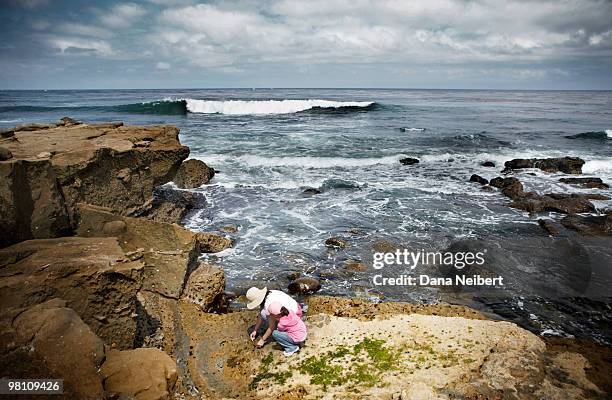 mother and daughter looking in tide pool. - la jolla stock pictures, royalty-free photos & images