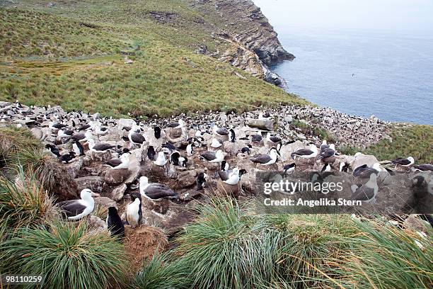 rockhopper penguins and black-browed albatrosses - penguin flock stock pictures, royalty-free photos & images