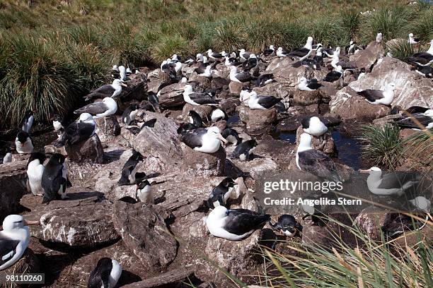 rockhopper penguins and black-browed albatrosses - penguin flock stock pictures, royalty-free photos & images