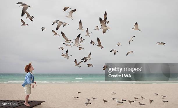 boy at beach, startling seagulls - one boy only stock pictures, royalty-free photos & images