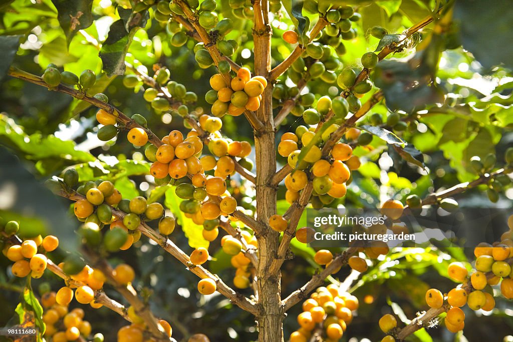 Ripe Yellow Coffee Beans on Tree