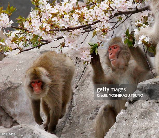 Japanese macaques eat cherry blossom at Tokyo's Ueno zoo on March 29, 2010. The zoo incorperated a cherry tree into the macaques habitat as the...