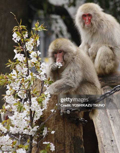 Japanese macaques eat cherry blossom at Tokyo's Ueno zoo on March 29, 2010. The zoo incorperated a cherry tree into the macaques habitat as the...