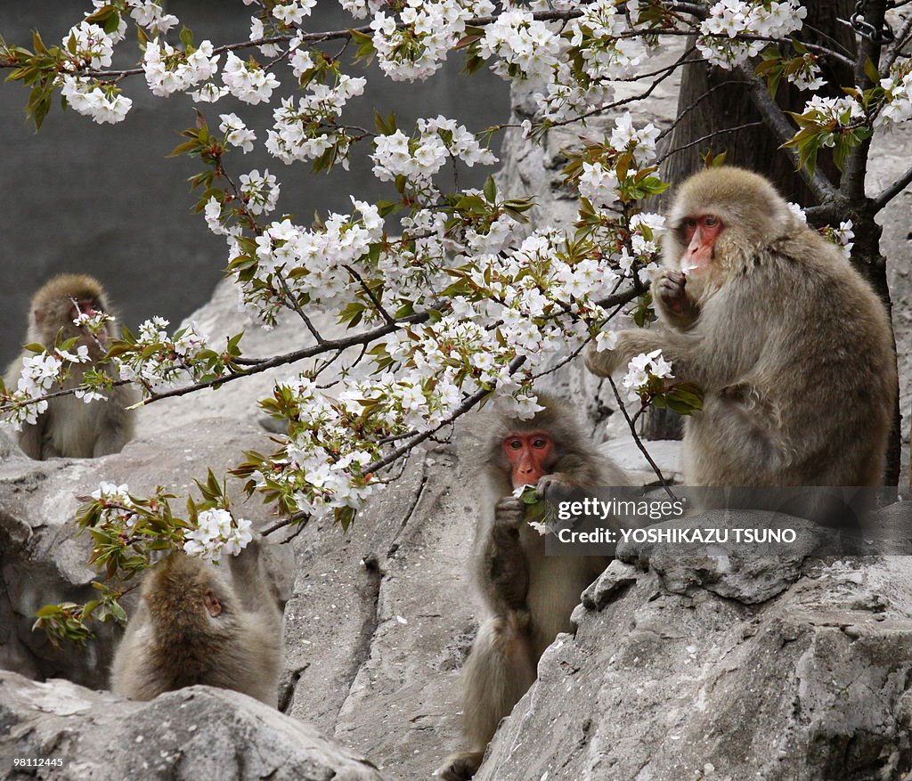 Japanese macaques eat cherry blossom at
