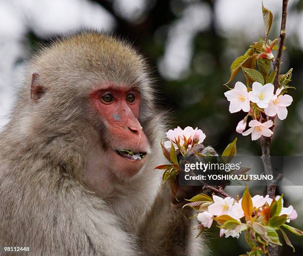 Japanese macaque eats cherry blossom at Tokyo's Ueno zoo on March 29, 2010. The zoo incorperated a cherry tree into the macaques habitat as the...