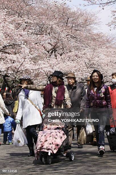 Japanese families stroll under blooming cherry trees at Ueno park in Tokyo on March 29, 2010. Japan's meteorological agency announced that cherry...