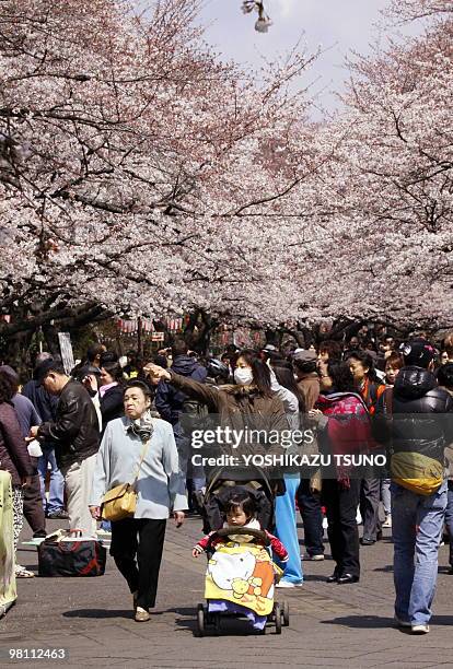 Japanese families stroll under blooming cherry trees at Ueno park in Tokyo on March 29, 2010. Japan's meteorological agency announced that cherry...