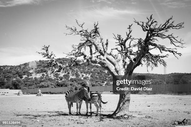 Zebra Ink Shadow 368 Zebra With Shadow Stock Photos, High-Res Pictures, and Images ...