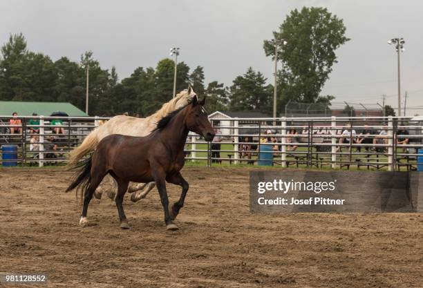 horsing around - riding habit stock pictures, royalty-free photos & images