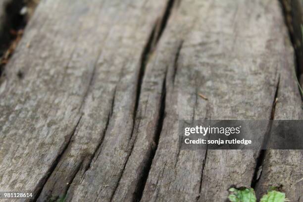 6,624 The Rutledge Stock Photos, High-Res Pictures, and Images - Getty ...